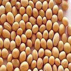 Rich In Vitamins Soybean Seeds