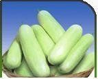 Superior Quality Hybrid Cucumber Seeds