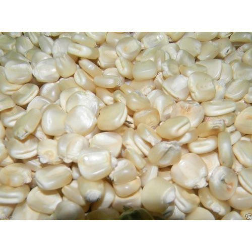 Unmatched Quality White Maize Seed