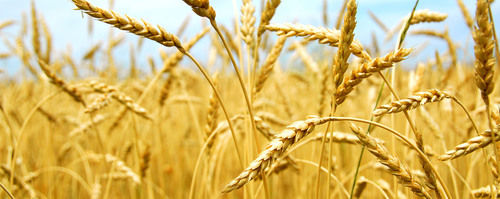 Agriculture Grains Wheat