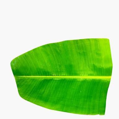 Fresh And Green Banana Leaf