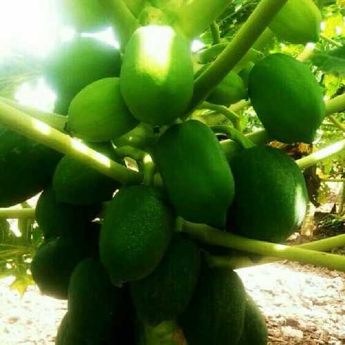 Common Fresh Green Papaya Fruit