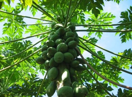 Natural and Healthy Green Papaya