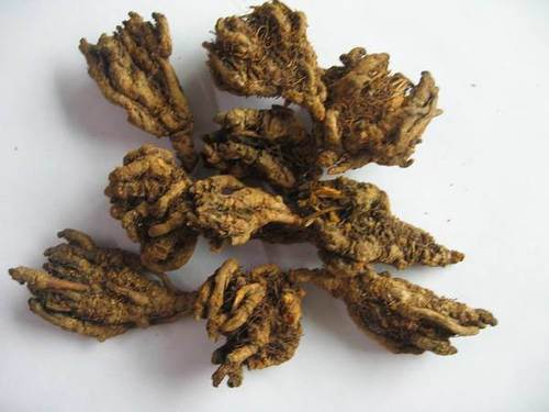 Dry Coptidis Root