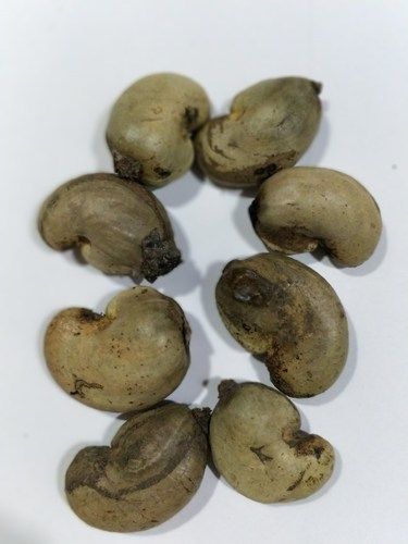 Natural Raw Cashew Nuts