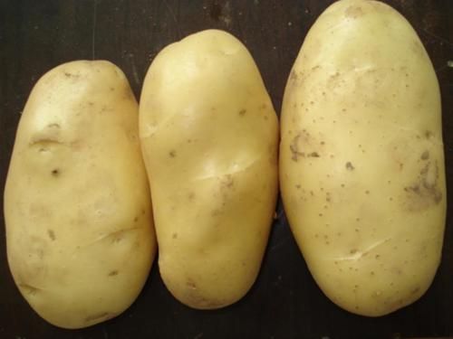 Fresh Organic Round Potatoes - 100% Mature, ISO Certified, Yellow Color, Ideal for Culinary Uses