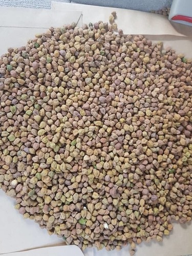 Tanzanian Origin Chickpeas (Desi Chana) Admixture (%): 2