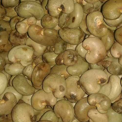 Raw Cashew Nuts In Shell