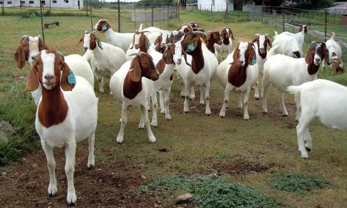 Dairy Boer Goats