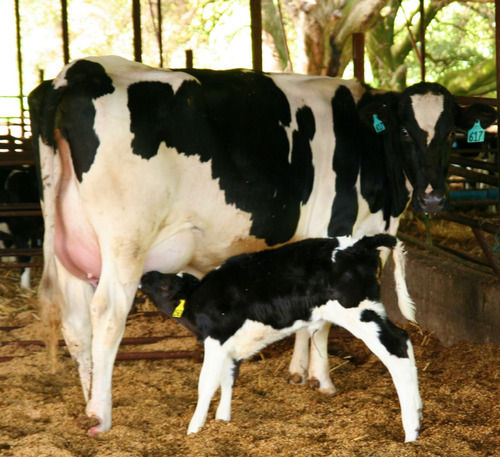 Dairy Pregnant Holstein Heifers Cow