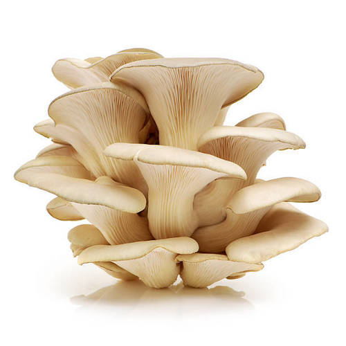 Good Quality Oyster Mushrooms