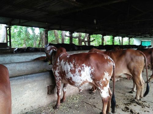 Healthy Adult Tharparker Cow