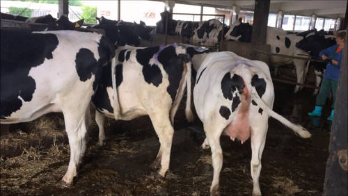 Pregnant Dairy Holstein Heifer Cows
