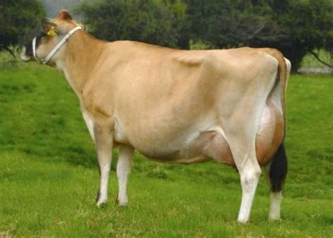 Pregnant Dairy Jersey Cows