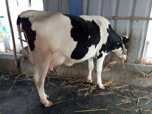 Pregnant Holstein Heifers Cows