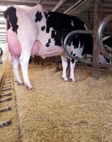 Strong and Healthy Live Friesian Holstein Heifers Cow