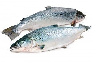 Polished Atlantic Salmon And Trout Salmon