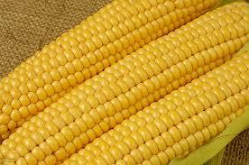 Full Nutrients Yellow Maize 