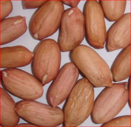 Natural Blanched Peanut Kernel