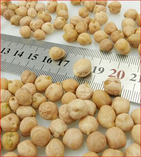 Organic Fresh Dry Chickpeas