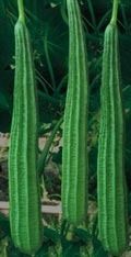 Low Price Ridge Gourd Seed