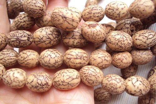 Dried Type Betel Nuts