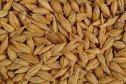 Longer Shelf Life Barley Grain