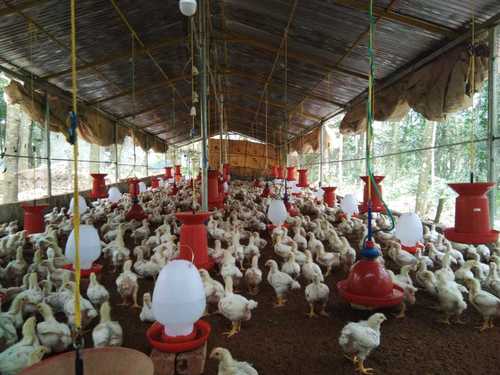 Farm Fresh Broiler Chicken