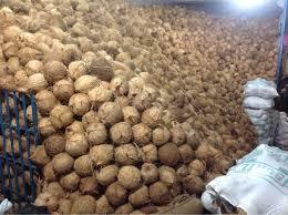 Common Fresh Matured Brown Coconut