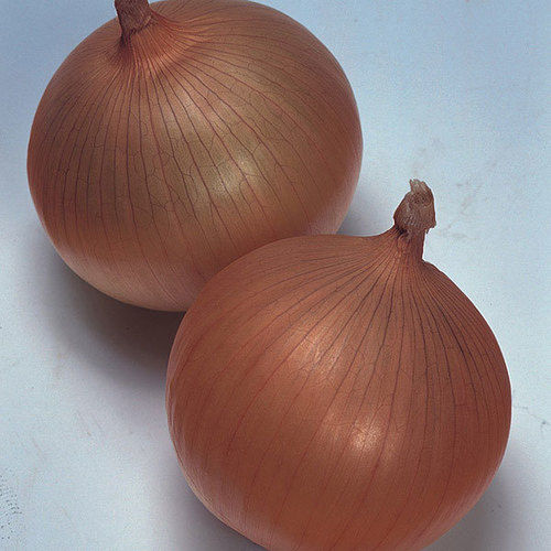 Fresh Organic Brown Onion