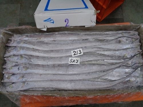 Pure Medium Size Ribbonfish