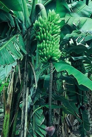 Fresh Banana (Karpurvalai)