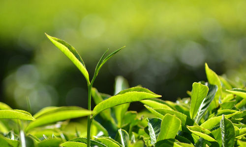 Fresh Organic Green Tea - Premium Quality Leaves, Aromatic Health Booster | Rich in Antioxidants, Naturally Refreshing