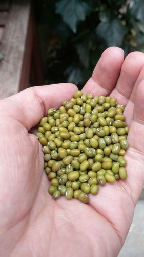 Farm Fresh Green Mung Beans