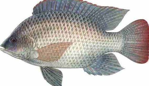 Live Organic Nile Tilapia Fish