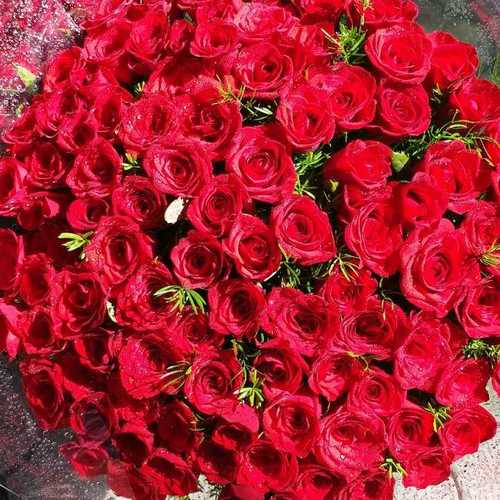 Fresh Red Rose Flower At Best Price In Pune Maharashtra Suryananda