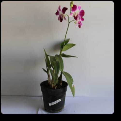 Dendrobium Orchid Flowering Plant