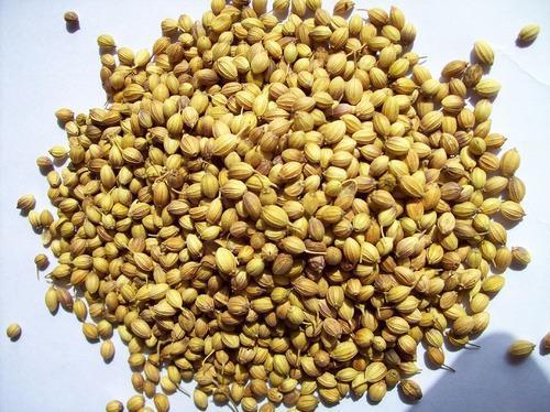 Tasty And Nutritious Coriander