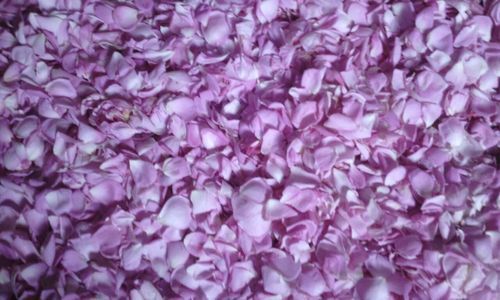 Highly Pure Rose Water