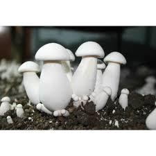 Milk Mushroom