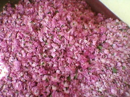 Pure Grade Rose Oil