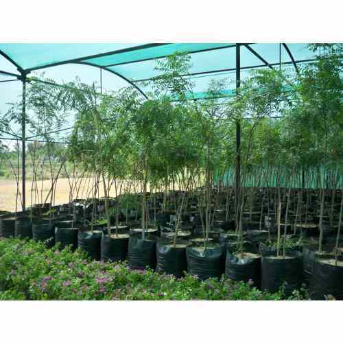 Nursery Black Bags