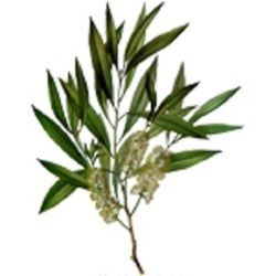 Tea Tree Oil (BP Standard)