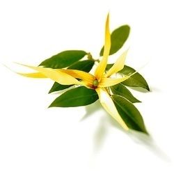 Ylang Ylang Oil - Premium Therapeutic Grade | Mood Uplifting, Anxiety Relief, Stress Reduction, Natural Aroma