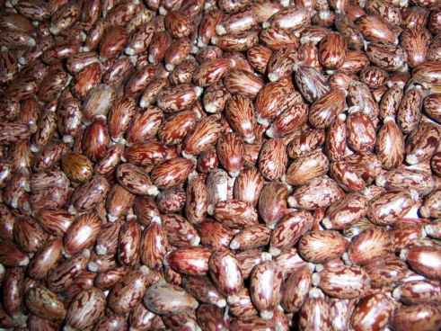 Fine Quality Castor Seed