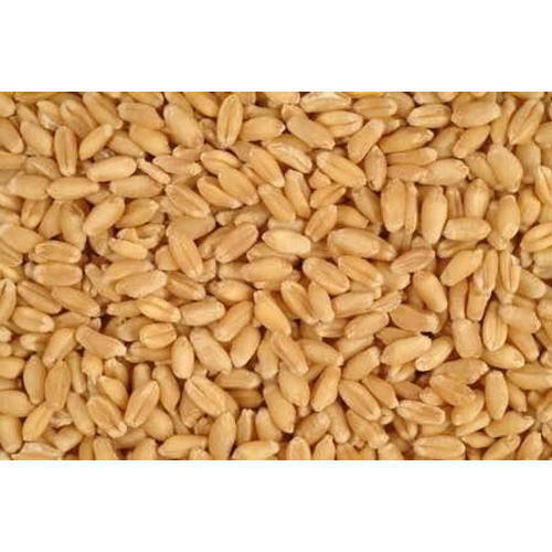 Highly Demanded Organic Wheat Grain