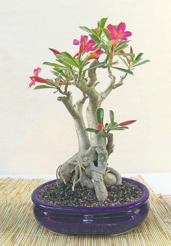 Natural Adenium Bonsai Plant