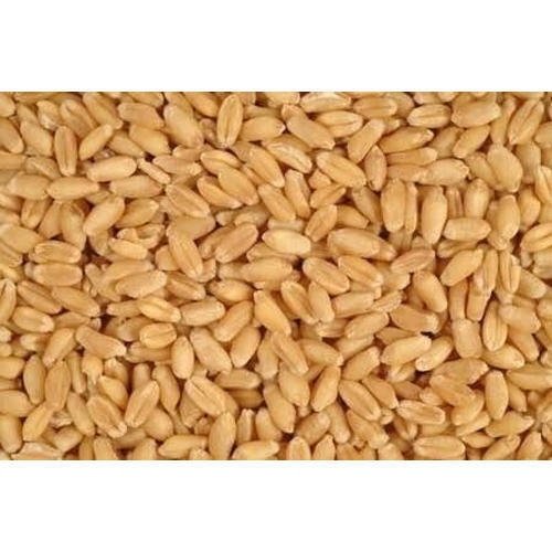 Rich In Vitamin Wheat Grain