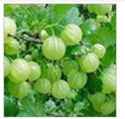 Fresh And Good Indian Gooseberry