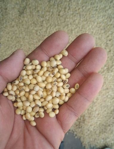 Fresh Organic Soybean Seeds
